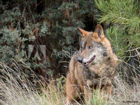 Picture of Male of iberian wolf Canis lupus signatus